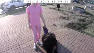 Selbst ein Kind kann verwalten einen gro&szlig;en Hund Wollig
