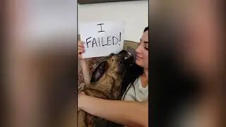 Why My Dogs Are More Than Just Pets | A 12-Minute Journey