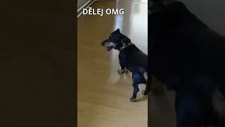 Star&eacute;ho psa nic nenauč&iacute;&scaron; 🌭🐕&zwj;🦺 - Short