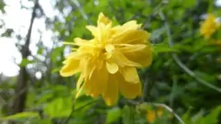 Kerria - Kerr&iacute;a flowers - Einb&uacute;i - Skrautrunni - Gar&eth;agr&oacute;&eth;ur - Bl&oacute;mstrandi runnar - Gul bl&oacute;m