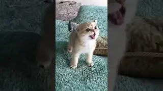 Funny and Cute Cats (woodworking art skills) #shorts #viral #shortsvideo