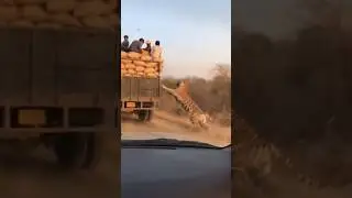 Truck Never Stops as Tiger Attacks