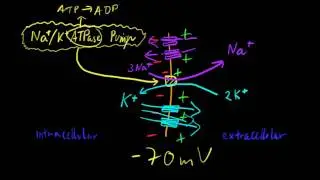 Part 6b - Resting Membrane Potential