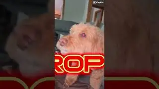 When Your Dog Thinks She&rsquo;s Slim Shady 🤣 #funnyshorts #fyp #cute