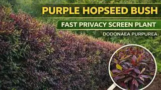 ПУРПУРНЫЙ КУСТ ХМЕЛЯ | Dodonaea viscosa 'Purpurea'