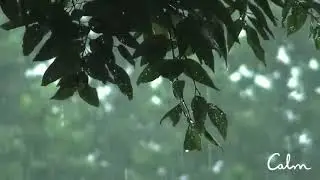 Rainstorm Sounds for Relaxing, Focus or Deep Sleep,   Nature White Noise   8 Hour Video