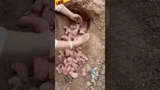 Rabbit giving birth 😍 100 baby's #cute #rabbit #shorts