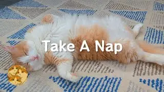 Sweet Nap Time with Tom, Jerry & Orange 三喵的甜甜午睡時光