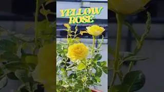 മഞ്ഞ റോസ്🌹YELLOW ROSE #PottingRoses #RoseGardening #rose #GardeningTips #HomeGardening #PlantCare