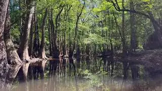 Kayaking Congaree National Park - Write a poem about it in the comments!