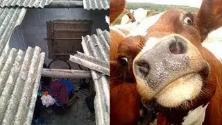 Cow on roof falls, crushes man in his sleep