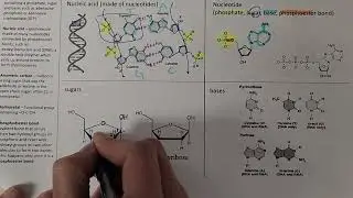 Nucleotides introduction
