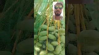 #Dates #Palm #Trees #Varieties #HATTA #FARMS #DUBAI 🌴🇦🇪❤️