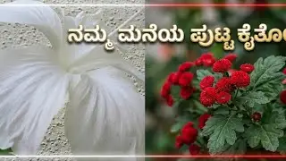 ನಮ್ಮ ಮನೆಯ ಪುಟ್ಟ ಕೈತೋಟ Our beautiful Garden/Home tour 