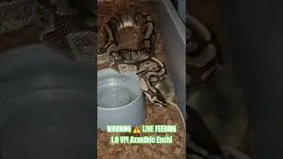 WARNING ⚠️ LIVE FEEDING #warning #live #feeding #feedshort #shortvideo #shorts #short #shortsfeed