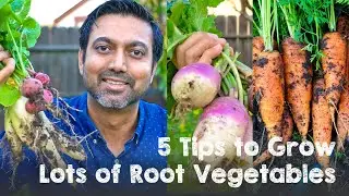 5 Tips to Grow LOTS of Root Vegetables