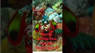 The Fastest Punch in the Animal Kingdom!#animaleducation #animalshorts #animalsforchildren #animals