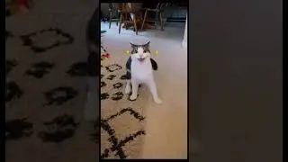 Funny CAT Moments 😂😂 episode 7659 #funnycats #cats #funnyanimals #petsofinstagram