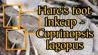 Hare's foot Inkcap or Coprinopsis lagopus
