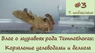#3. Блог о муравьях Temnothorax. Кормление углеводами и белком