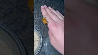Pelidnota punctata, grapevine beetle. Very cool 🤩 #nature #animal #insect