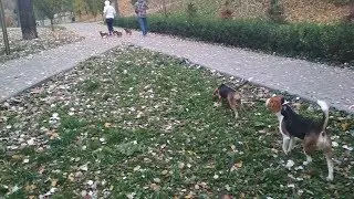 Три плюс Два - Dog Edition