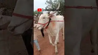 #terabandirace #bull#farming#viralreels #viralshorts#viralvideo#viralvideos#video #videos#trending