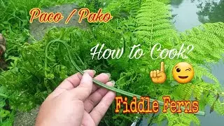 How to cook Fiddle fern or Pako ? simple Filipino recipe (plain)