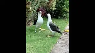Duet 