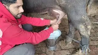 buffalo 🐃 milk