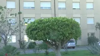 Reggio Calabria: Macellaio accoltella due ladri, un morto e ferito grave