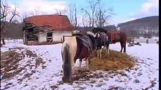 RTL, Linden Tree Retreat, Bozidar Yerkovich, Velika Plana, Croatia