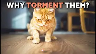 Использование ЛАЗЕРНОЙ УКАЗКИ с кошкой 😾🔴 Почему это может быть опасно!