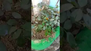 great diy garden ideas from pvc pipe /home made gardening tool#garden #gardening #gardening tool