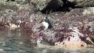 Macaroni Penguin Jumping into The Water | Cooper Bay | South Georgia Island