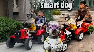 Thai dog is very smart,he can drive || BBC KH