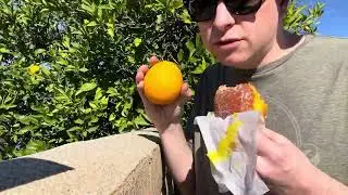 Засорил место, где растет мой апельсиновый куст сорта Валенсия!