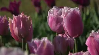Fringed Family - Tulip  🌷🌷🌷  vdqbulbs.com.au