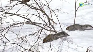 Squirrels: Tiny Gardeners With a Big Place in History