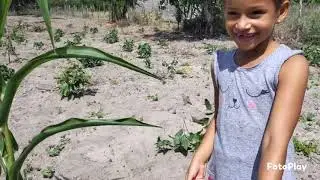 Muita novidade aqui na roça 
