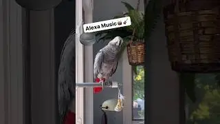 Alexa Music🎶🎸Symon the African Grey Talking Parrot learns how to use Alexa🤣#talkingparrot #birds