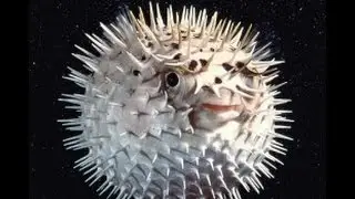 puffer fish bites finger 3 times must see! by chitownbandit