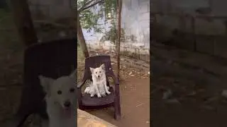 #dogsfarm #oddanchatram ⏰#puppy #tamilnadu