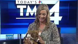 Cold weather safety tips for your dog