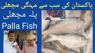 Palla Fish Pakistan Ki Sub Se Mehengi Fish | Pakistan Tv |