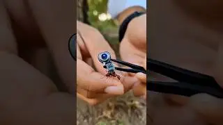 Micro Camera Installed on an Ant Inside Colony Tunnels #shortvideo #ant #microcamera #colony