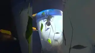 Catching a massive Wolf Spider in Livingston Tennessee