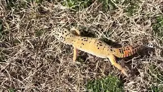 Gecko in the grass!