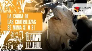 La cabra de las cuatrillizas se mima sí o sí.