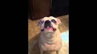 Slow motion bark